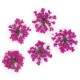 Molly Lac Dry Flower Peach Pink - Сухи цветя за декорация на нокти